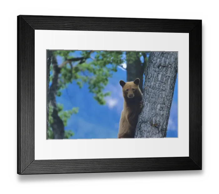 Framed Print : Black Bear sow in Tree in Glacier National Park in Montana Framed Print : Black Bear sow in Tree in Glacier National Park in Montana