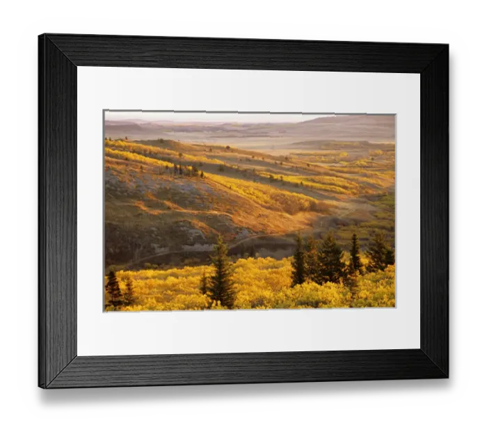 Framed Print : Autumn aspen Groves on the Blackfeet Reservation near Browning Montana Framed Print : Autumn aspen Groves on the Blackfeet Reservation near Browning Montana