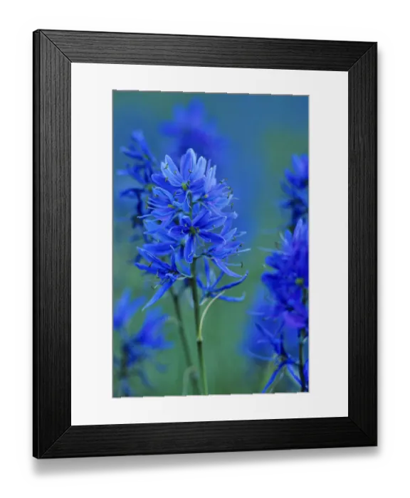 Framed Print : Blue Camas wildflowers in Montana Framed Print : Blue Camas wildflowers in Montana