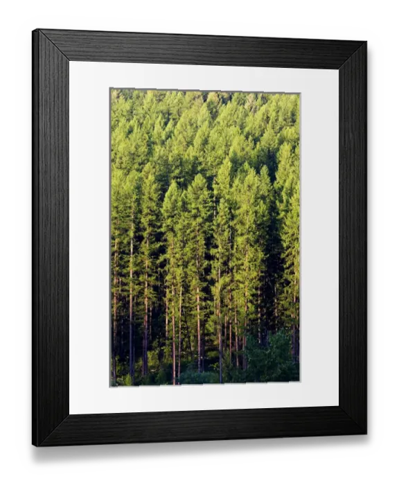 Framed Print : Mixed pine forest near Whitefish Montana Framed Print : Mixed pine forest near Whitefish Montana