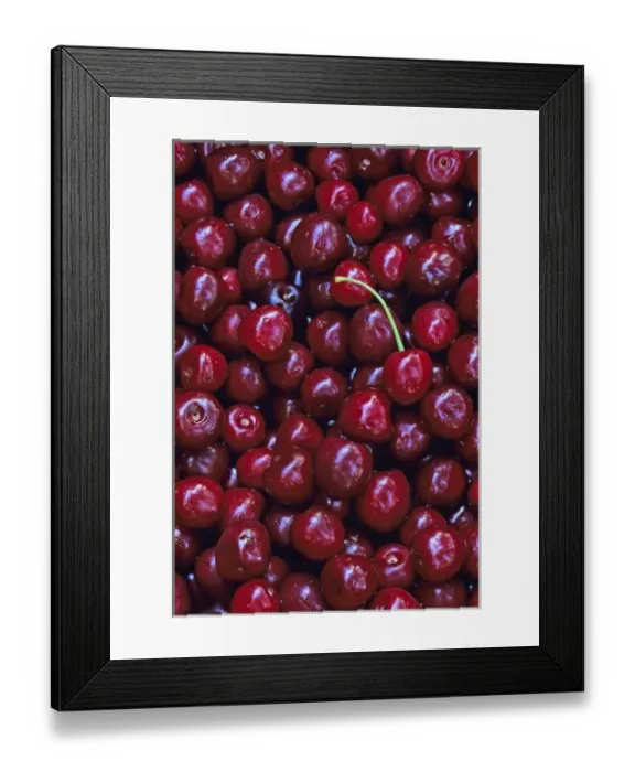 Framed Print : Flathead Sweet Cherries from Montana Framed Print : Flathead Sweet Cherries from Montana