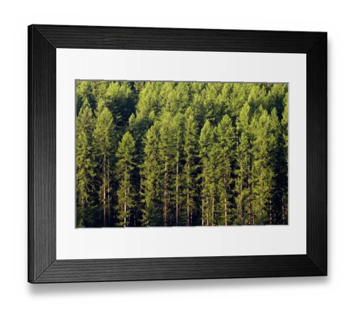 Framed Print : Mixed pine forest near Whitefish Montana Framed Print : Mixed pine forest near Whitefish Montana