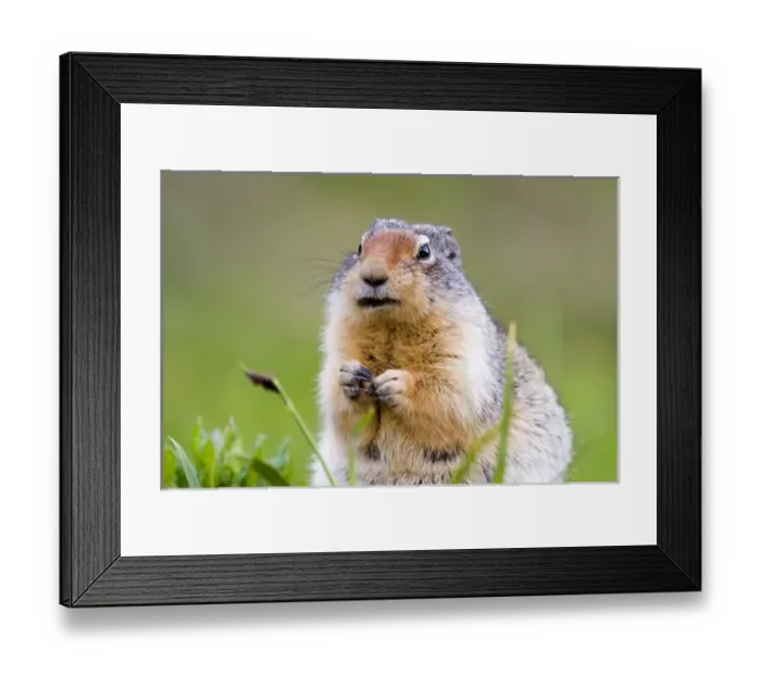 Framed Print : Columbian Ground Squirrel in Glacier National Park in Montana Framed Print : Columbian Ground Squirrel in Glacier National Park in Montana