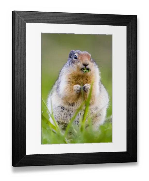 Framed Print : Columbian Ground Squirrel in Glacier National Park in Montana