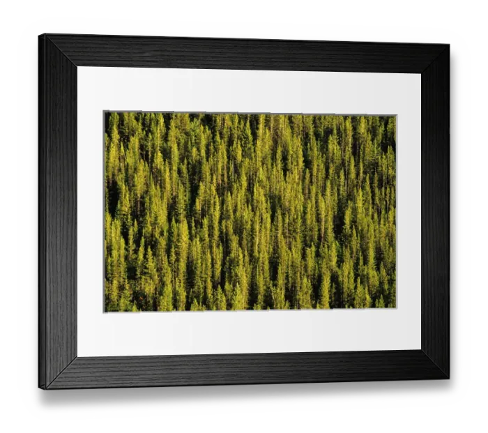 Framed Print : Lodgepole & Tamarack Forest in Montana Framed Print : Lodgepole & Tamarack Forest in Montana