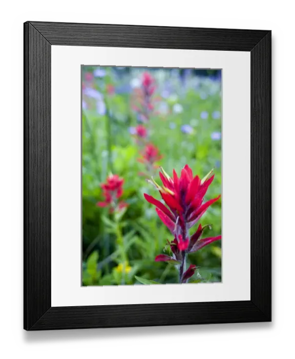 Framed Print : Indian paintbrush and wildflower profusion along the Danny On Trail on Big Mountain Framed Print : Indian paintbrush and wildflower profusion along the Danny On Trail on Big Mountain
