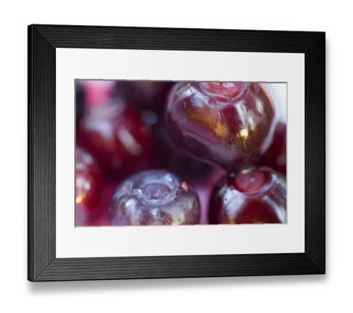 Framed Print : Ripe Huckleberries in Montana Framed Print : Ripe Huckleberries in Montana