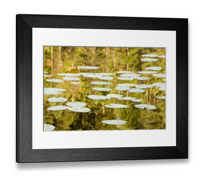 Framed Print : Lilly Pads reflect in small lake in the Flathead National Forest of Montana Framed Print : Lilly Pads reflect in small lake in the Flathead National Forest of Montana