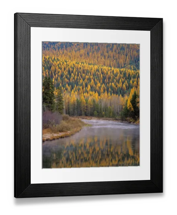 Framed Print : Larch Trees reflect into McDonald Creek in Autumn in Glacier National Park Montana Framed Print : Larch Trees reflect into McDonald Creek in Autumn in Glacier National Park Montana