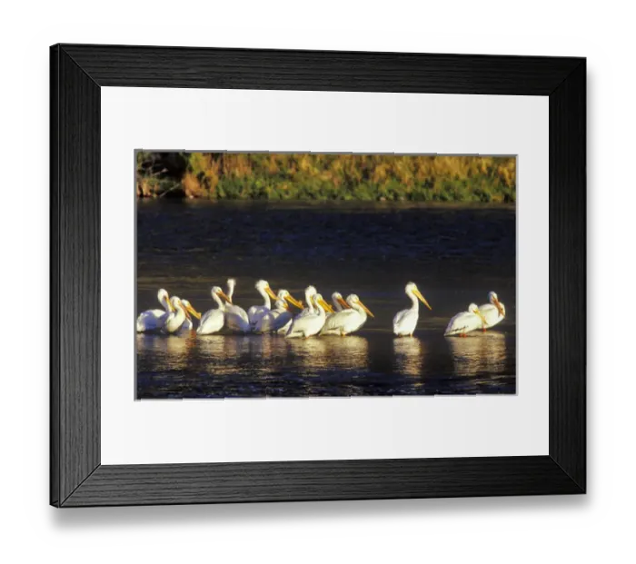 Framed Print : Flock of white pelicans bask in the morning sun on the Madison River in Montana Framed Print : Flock of white pelicans bask in the morning sun on the Madison River in Montana