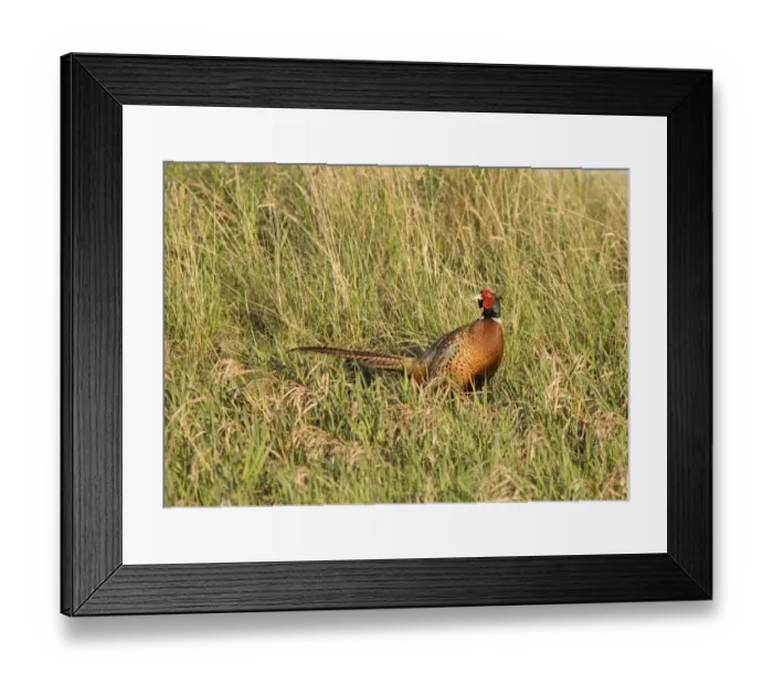 Framed Print : Male Pheasant in Montana Framed Print : Male Pheasant in Montana