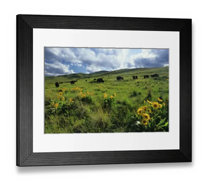 Framed Print : Bison graze on hills in the National Bison Range near Moiese Montana Framed Print : Bison graze on hills in the National Bison Range near Moiese Montana