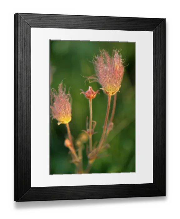 Framed Print : Prairie Smoke wildflowers in the Montana prairie Framed Print : Prairie Smoke wildflowers in the Montana prairie