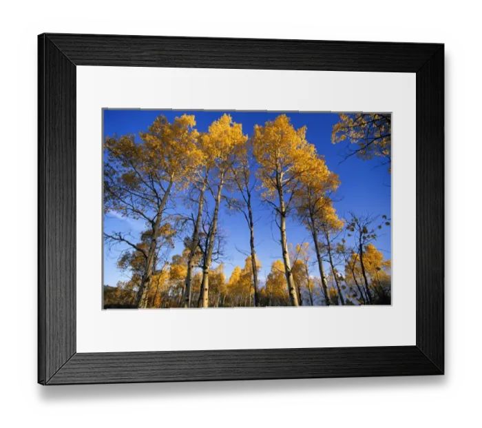Framed Print : Aspen grove in autumn at Red Rocks NWR in Montana Framed Print : Aspen grove in autumn at Red Rocks NWR in Montana