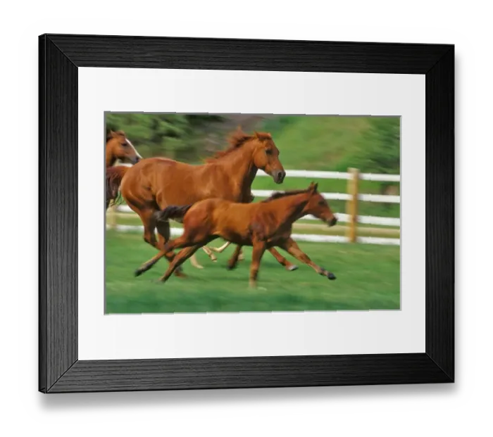 Framed Print : Mares and Colt run in pasture in Montana Framed Print : Mares and Colt run in pasture in Montana
