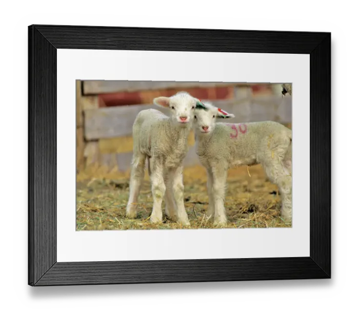 Framed Print : Pair of Targhee Lambs near Cascade Montana