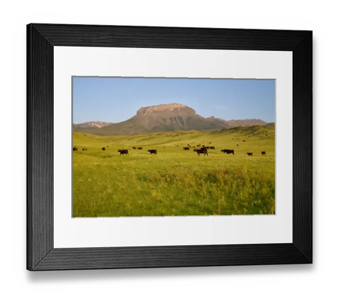 Framed Print : Black angus cattle graze in front of Ear Mountain on the Rocky Mountain Front of Montana