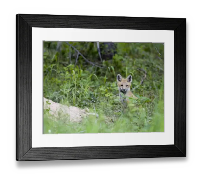 Framed Print : Red fox pup at den site in Glacier National Park in Montana Framed Print : Red fox pup at den site in Glacier National Park in Montana