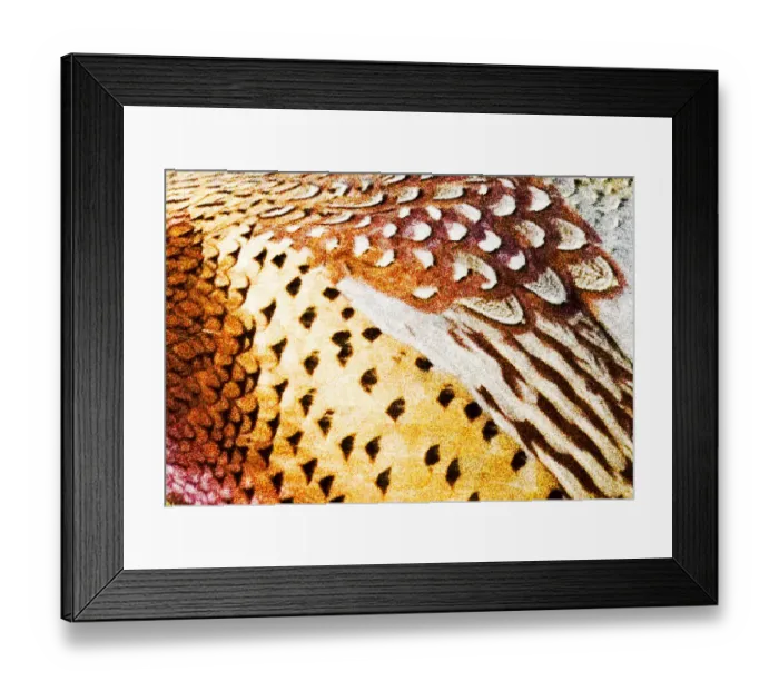 Framed Print : Close up of male pheasant feathers near Moiese Montana digitally enhanced Framed Print : Close up of male pheasant feathers near Moiese Montana digitally enhanced