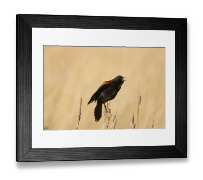 Framed Print : Red Winged Blackbird on a cattail at Freezeout Lake NWR in Montana