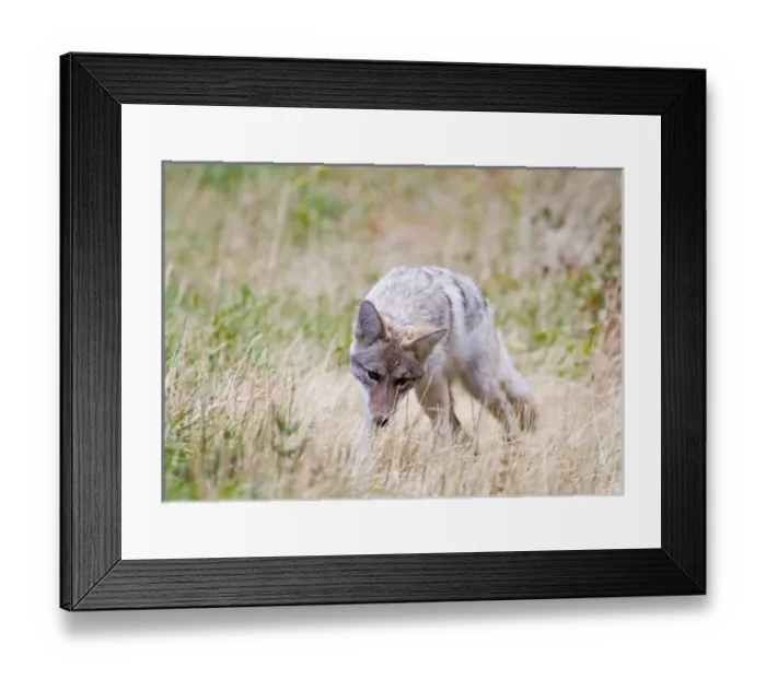 Framed Print : Coyote hunts during snow squall in Glacier National Park in Montana