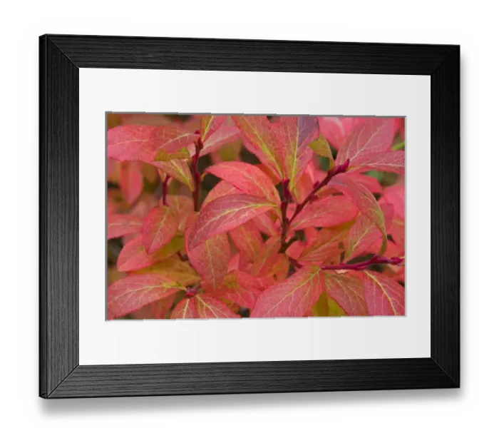 Framed Print : Huckleberry bushes turn red in early fall in the Stillwater State Forest of Montana Framed Print : Huckleberry bushes turn red in early fall in the Stillwater State Forest of Montana