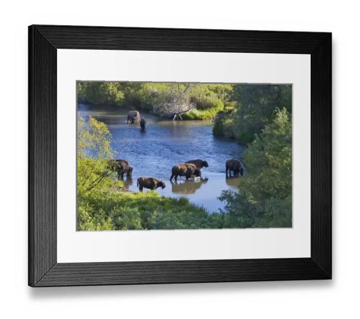 Framed Print : Bison herd crossing Mission Creek in the National Bison Range near Moiese Montana Framed Print : Bison herd crossing Mission Creek in the National Bison Range near Moiese Montana