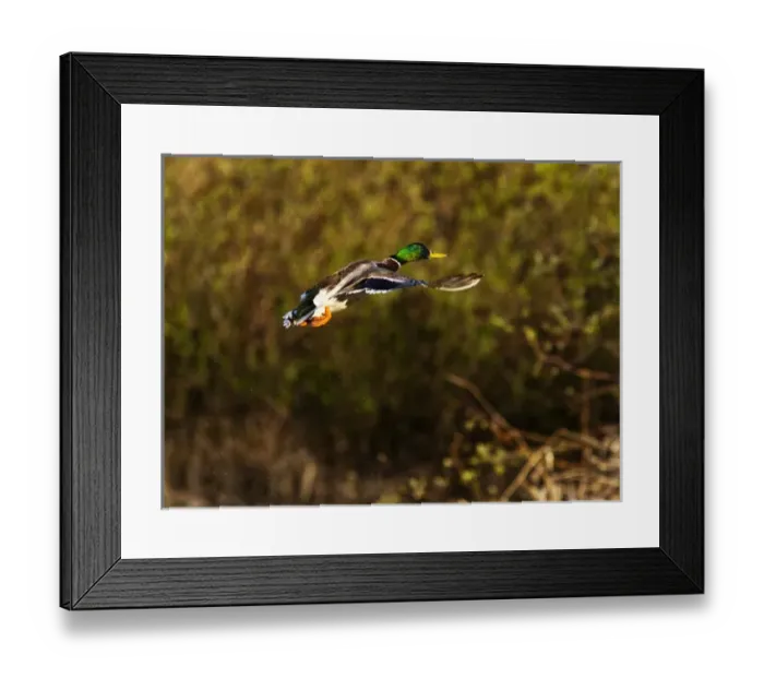 Framed Print : Male Mallard duck take flight near Whitefish Montana Framed Print : Male Mallard duck take flight near Whitefish Montana