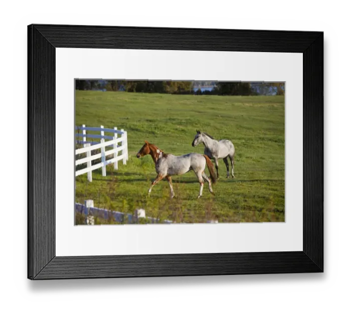 Framed Print : Horses in pasture near Polson Montana Framed Print : Horses in pasture near Polson Montana