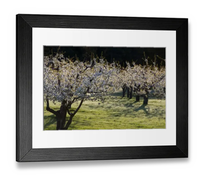 Framed Print : Flathead Cherry trees blossom along Flathead Lake near Polson Montana Framed Print : Flathead Cherry trees blossom along Flathead Lake near Polson Montana