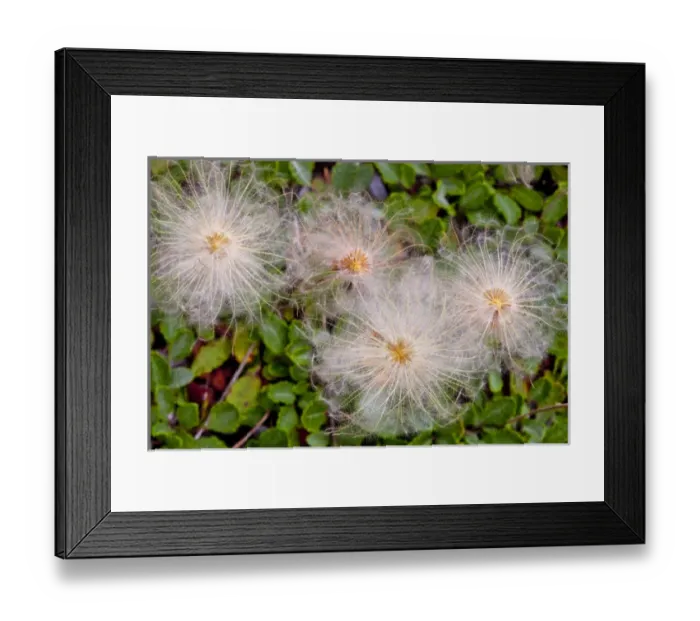 Framed Print : Mountain aven wildflower seeds