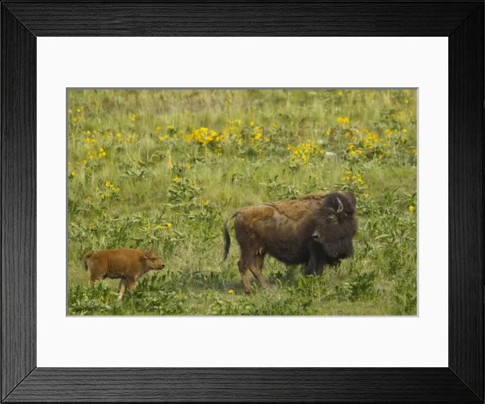 Framed Print : Bison cow with newborn calf at the National Bison Range, Montana, USA Framed Print : Bison cow with newborn calf at the National Bison Range, Montana, USA