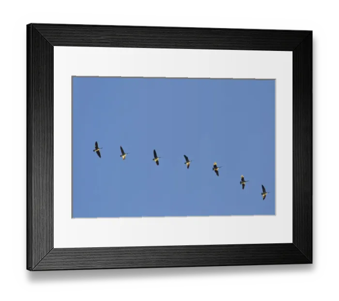 Framed Print : Canada Geese fly in formation in a blue sky Framed Print : Canada Geese fly in formation in a blue sky