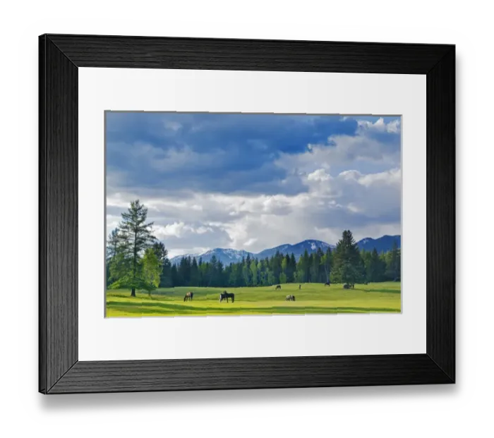 Framed Print : Horses graze in pasture near Whitefish, Montana, USA