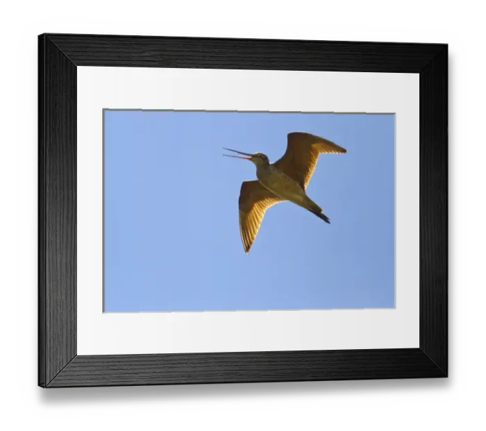 Framed Print : Marbled Godwit in flight at Fox Lake WMA near Lambert, Montana, USA Framed Print : Marbled Godwit in flight at Fox Lake WMA near Lambert, Montana, USA