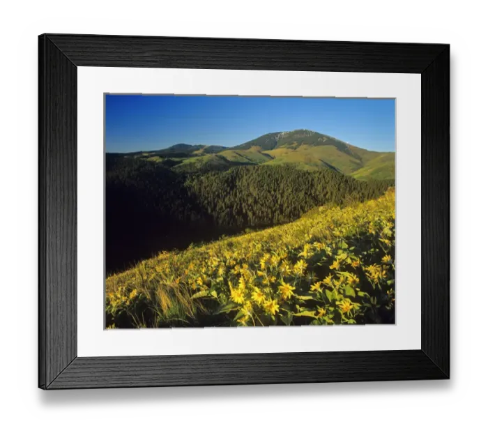 Framed Print : Arrowleaf balsomroot wildflowers in the Highwood Mountains in the Lewis and Clark National Forest Framed Print : Arrowleaf balsomroot wildflowers in the Highwood Mountains in the Lewis and Clark National Forest
