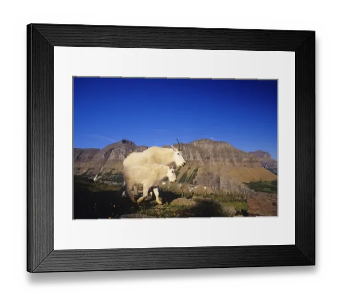 Framed Print : Mountain goat nanny and juvenile along Logan Pass in Glacier National Park in Montana Framed Print : Mountain goat nanny and juvenile along Logan Pass in Glacier National Park in Montana