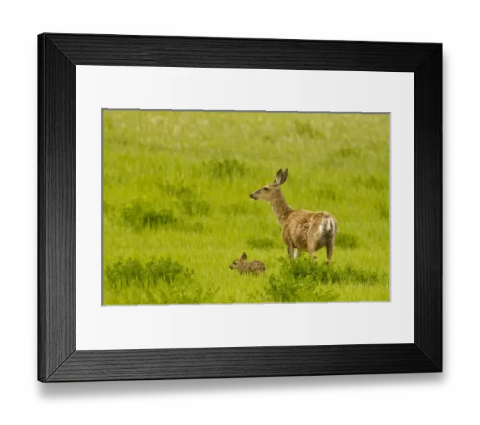Framed Print : Mule deer doe with newborn fawn near Ekalaka, Montana, USA