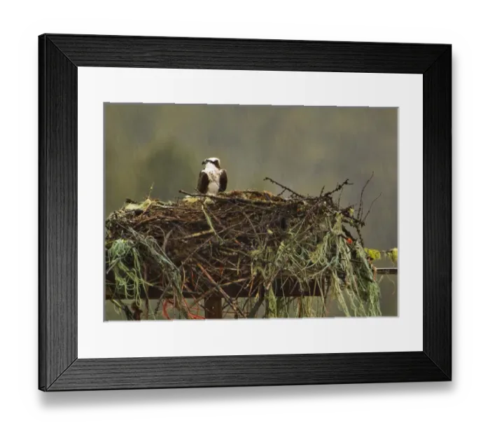 Framed Print : Osprey at nest site during rain near Rollins, Montana, USA Framed Print : Osprey at nest site during rain near Rollins, Montana, USA