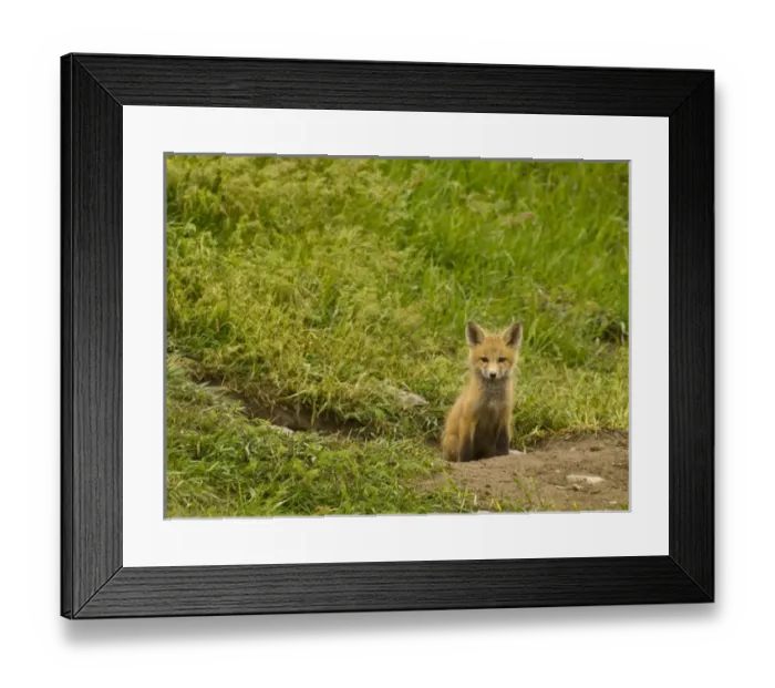 Framed Print : Red fox pup at den site in Mission Valley, Montana, USA Framed Print : Red fox pup at den site in Mission Valley, Montana, USA