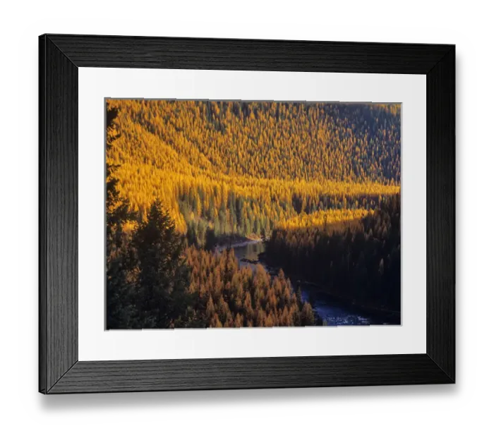 Framed Print : Tamarack trres turn golden in autumn along the North Fork Flathead River in Montana, USA