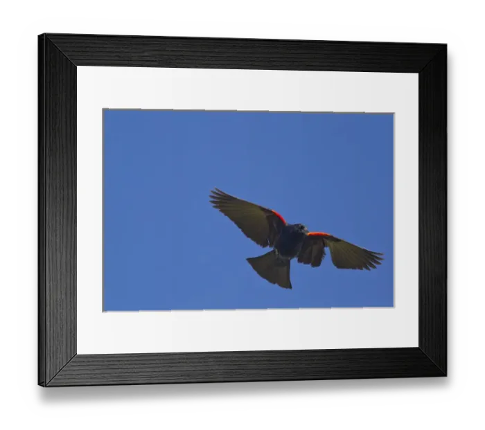 Framed Print : USA, Montana, Red winged blackbird Framed Print : USA, Montana, Red winged blackbird