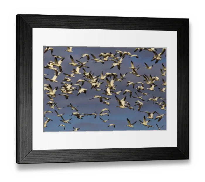 Framed Print : Snow geese blast off while feeding in barley fields during spring migration at Freezeout Framed Print : Snow geese blast off while feeding in barley fields during spring migration at Freezeout