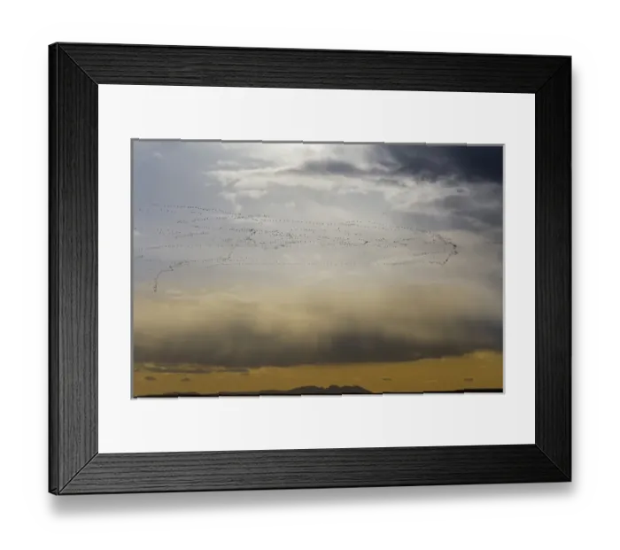 Framed Print : Snow geese in flight during spring migration at Freezeout Lake WMA near Choteau, Montana Framed Print : Snow geese in flight during spring migration at Freezeout Lake WMA near Choteau, Montana