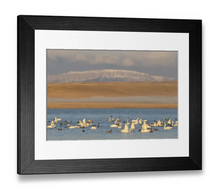 Framed Print : Tundra Swans and northern pintail ducks at Freezeout Lake WMA along the Rocky Mountain Framed Print : Tundra Swans and northern pintail ducks at Freezeout Lake WMA along the Rocky Mountain