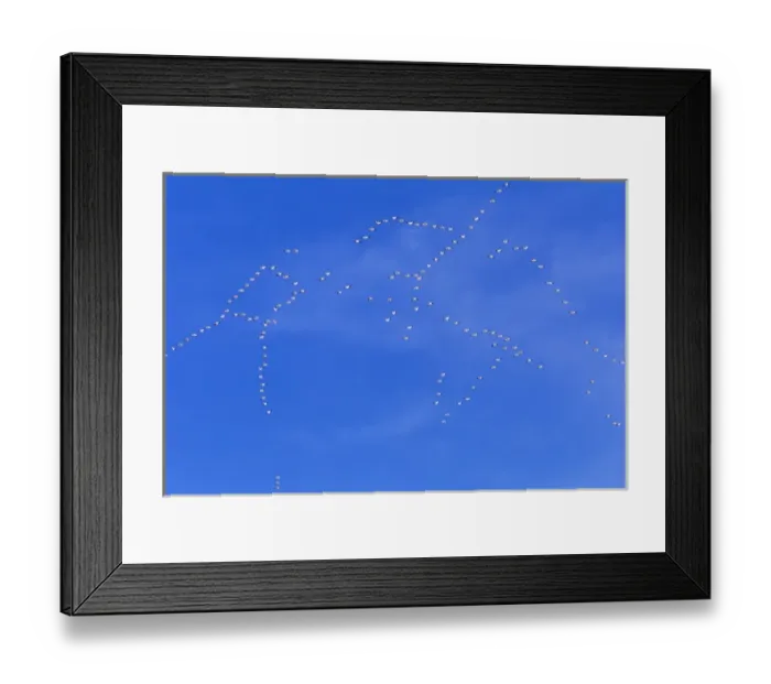 Framed Print : Snow geese fill the sky with patterns during spring migration at Freezeout Lake WMA near Choteau Framed Print : Snow geese fill the sky with patterns during spring migration at Freezeout Lake WMA near Choteau