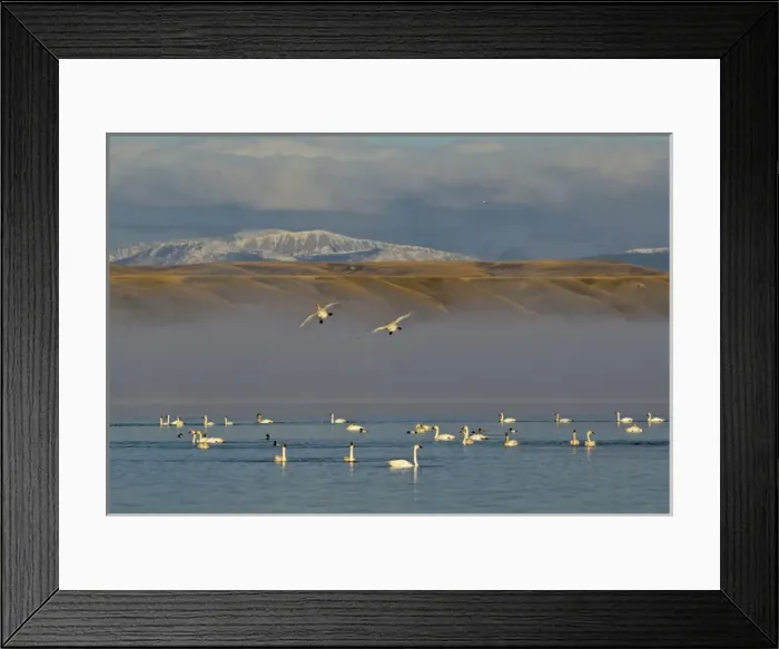 Framed Print : Tundra Swans and northern pintail ducks at Freezeout Lake WMA along the Rocky Mountain Framed Print : Tundra Swans and northern pintail ducks at Freezeout Lake WMA along the Rocky Mountain