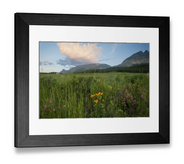 Framed Print : Prairie wildflowers on Two Dog Flats in Glacier National Park, Montana, USA Framed Print : Prairie wildflowers on Two Dog Flats in Glacier National Park, Montana, USA