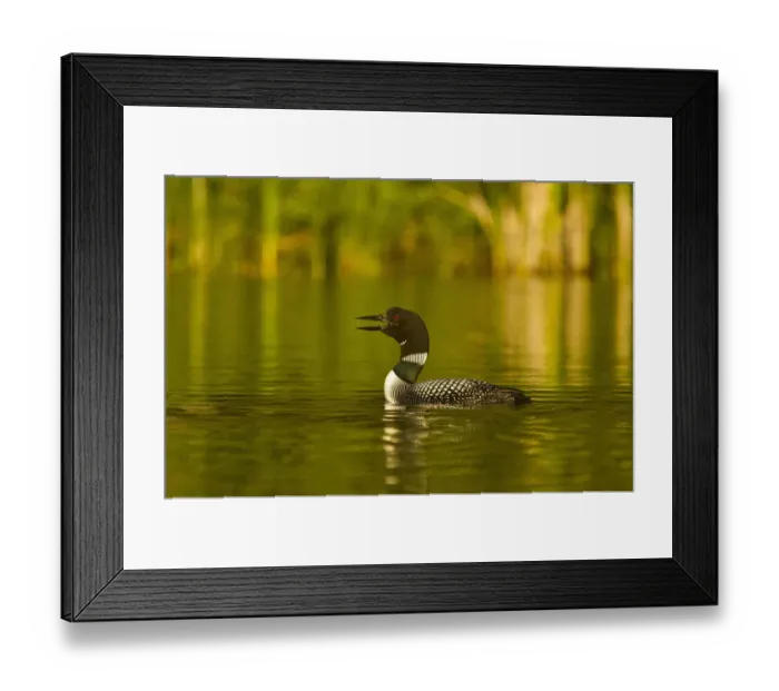 Framed Print : Common Loon calling on Beaver Lake in the Stillwater State Forest near Whitefish Framed Print : Common Loon calling on Beaver Lake in the Stillwater State Forest near Whitefish
