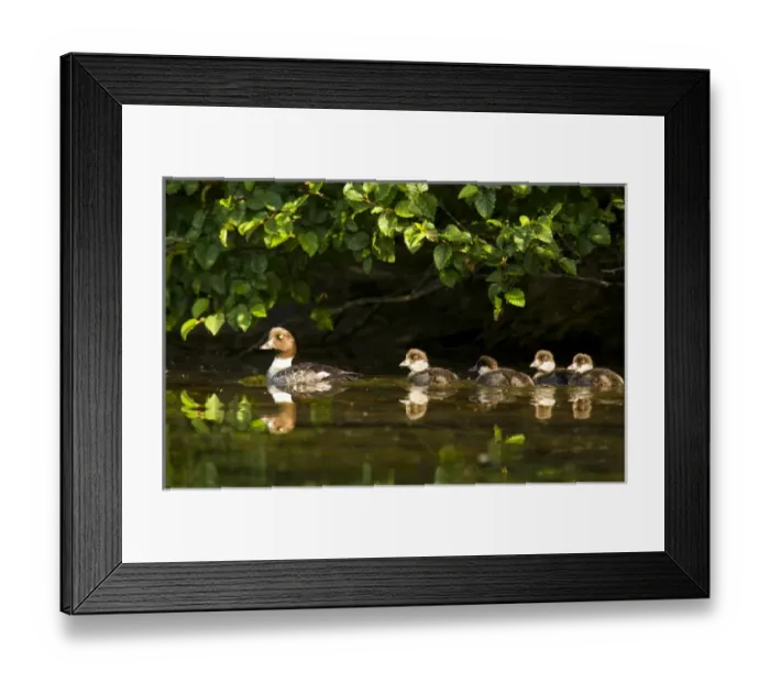 Framed Print : Common goldeneye with brood of four chicks on Big Therriault Laek in the Kootenai National Forest